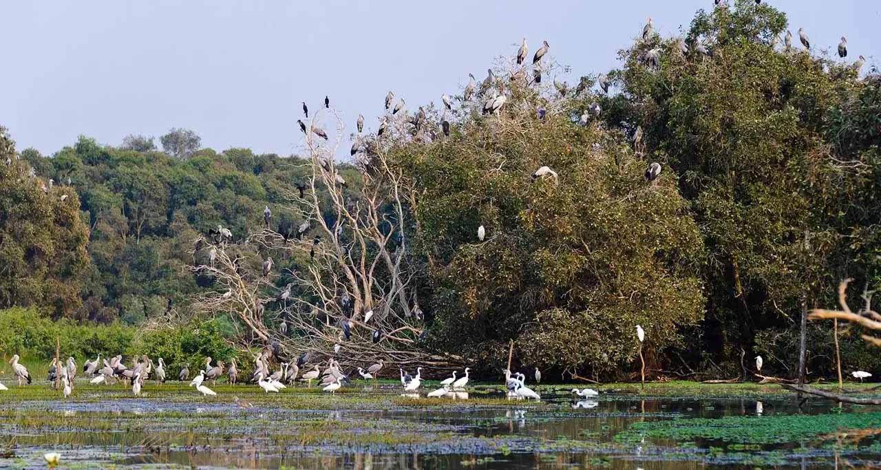 Tra Su Bird Sanctuary